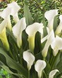 Zantedeschia Crystal Clear (1)